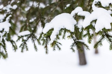 Yeşil çam ağacı brunch üzerine kar tanesi karlı ormandaki ile