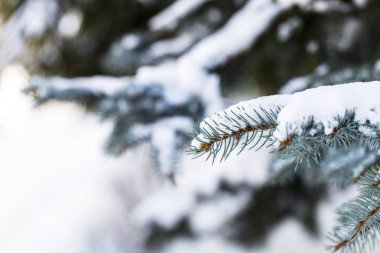 Brunch üzerinde kar tanesi karlı ormandaki Yeşil-Mavi Ladin ağacı