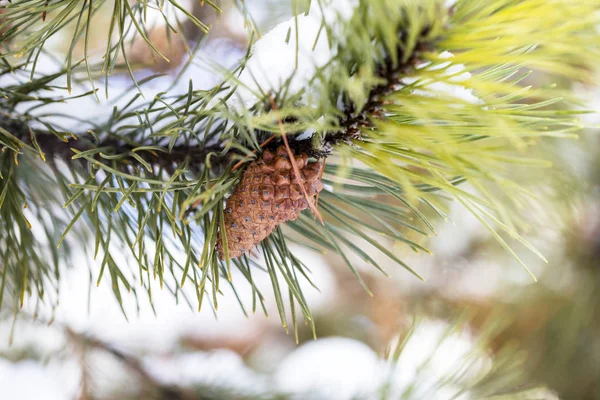 Beautiful pine brunch with cone with snow on it at winter forest