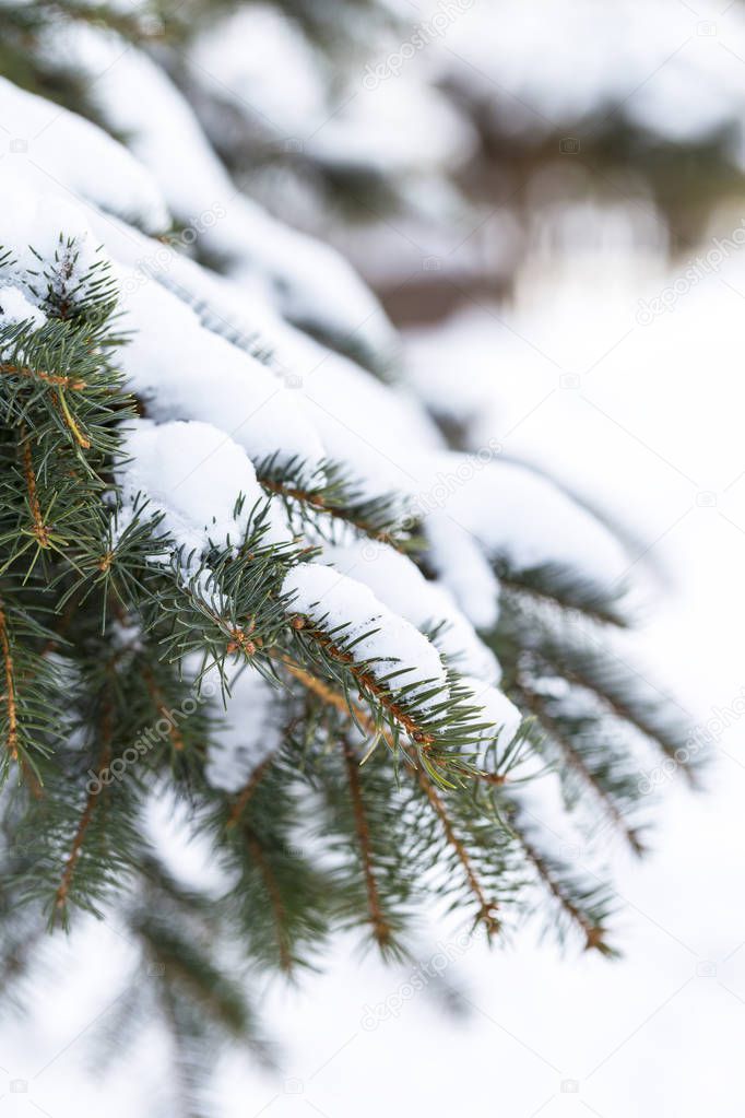 Picturesquely evergreen brunch of spruce tree with snow on it in frosty fir forest