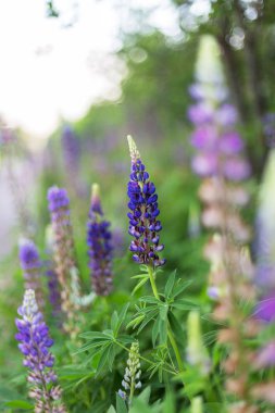 Mor çiçeklerle çiçek açan lupin alanı