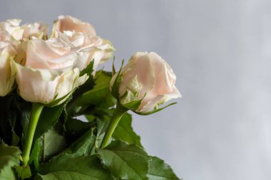 Gri arka planda bej gülleri kapatın