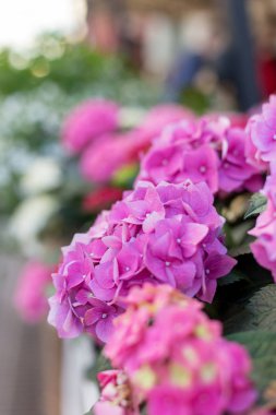 Pembe ortanca dış tencerede