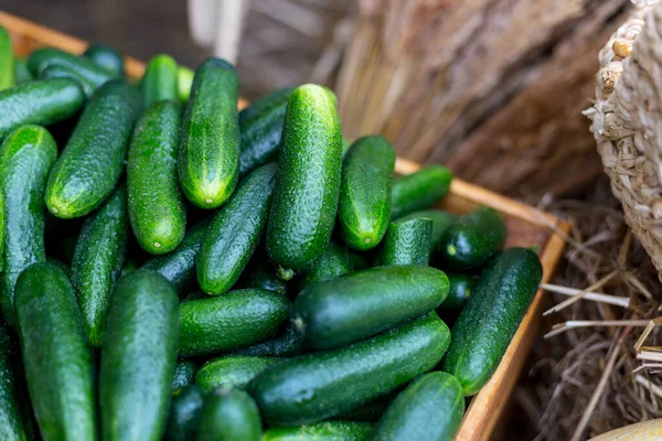 Basket of cucumbers at the farmers market — Stock Photo, Image