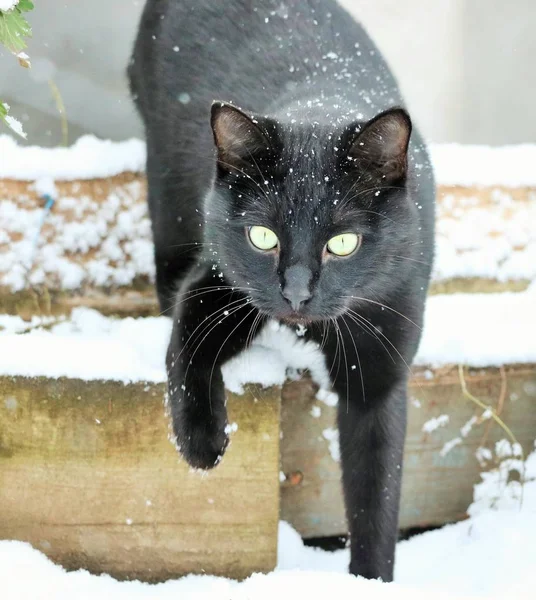 黑猫下白雪覆盖的步骤 — 图库照片