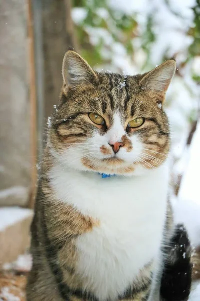 毛茸茸的猫 冬天拍的照片 — 图库照片