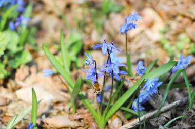 Snowers kış bahar ile dans olduğunu... Bu çiçekler sadece söz bir sıcaklık hissi neden olur... Bahar, ihale ve büyülü gülüşü öncüleri bunlar... Bu ince, ama aynı zamanda alışılmadık b zaman zarif, narin, çiçekler