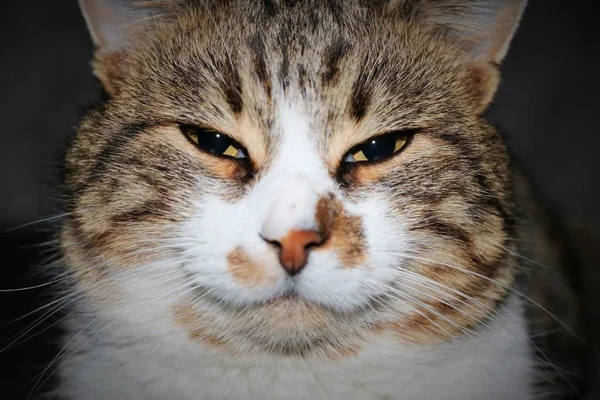 灰色蓬松的猫 — 图库照片