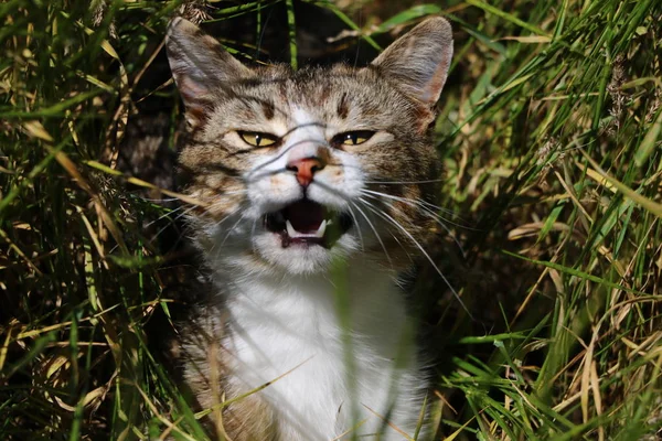 Gatto Domestico Slyunka Dilettante Caccia Bestia — Foto Stock