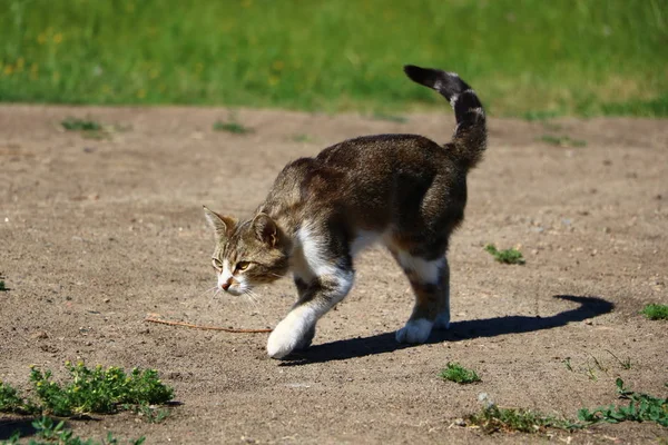 条纹猫斯伦克在大自然中玩 — 图库照片