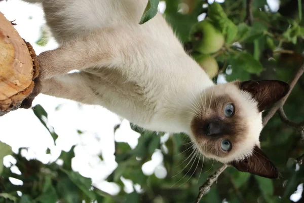 Gatto Siamese Albero — Foto Stock