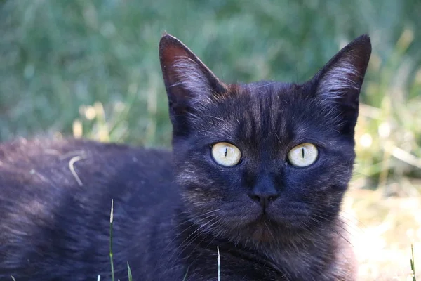 索尼娅猫 猎人的猎物 灰色野兽 — 图库照片