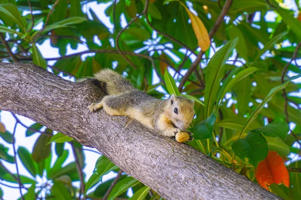 Squirrel Park Bangkok Thailand — Stock Photo, Image