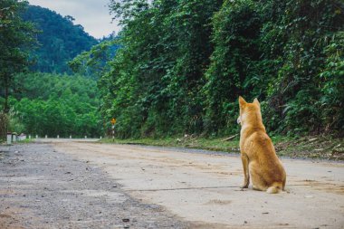 Hachiko. Köpek bekliyor Quan Binh Eyaleti, Vietnam.