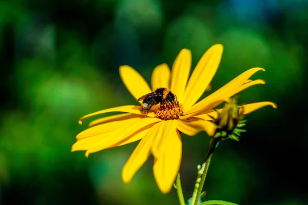 Bumblebee Collects Pollen Flower — Stock Photo, Image