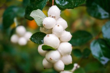 Yağmur damlaları snowberry beyaz meyveler