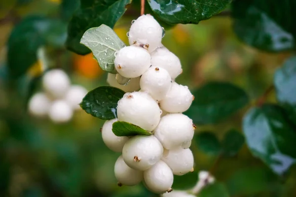 Weiße Beeren Der Schneebeere Den Regentropfen — Stockfoto