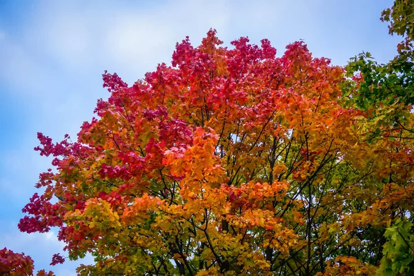 Czerwono Żółte Liście Drzewie Rosyjski Jesień — Zdjęcie stockowe