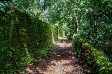 Tropikal orman patika