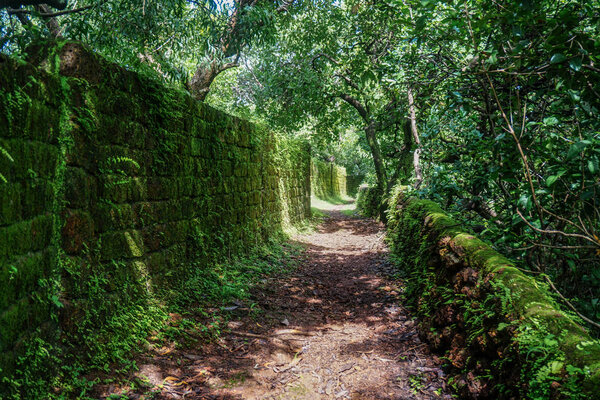 Тропа в тропических джунглях

