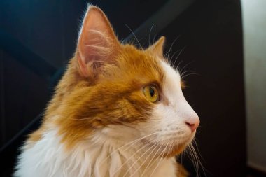 Kedi bir yere bakarak çok şaşırır