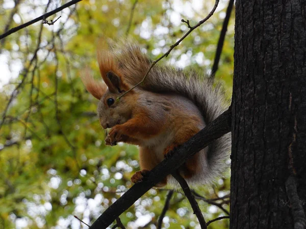 Fluffy Squirrel Tree Eats Nut — Stock Photo, Image