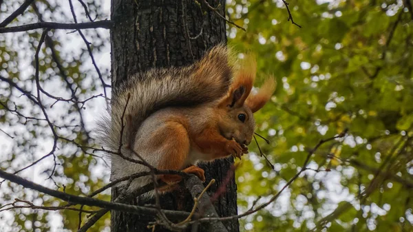 Fluffy Squirrel Tree Eats Nut — Stock Photo, Image