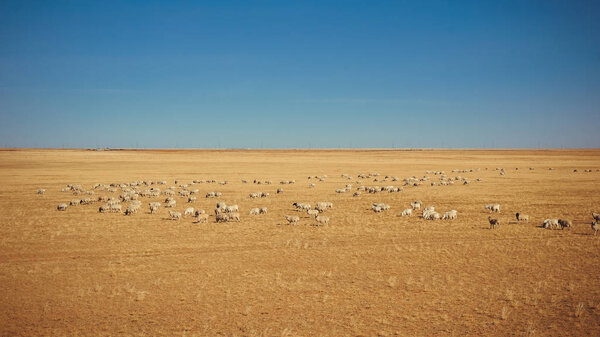 Gobi Desert and Grazing Sheep in China