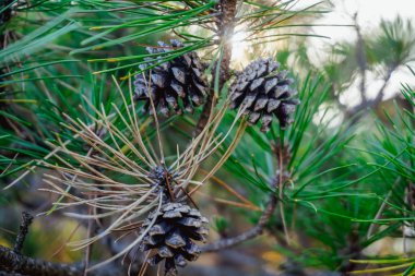 Çam kozalakları güneş ışınları. Güney Kore orman