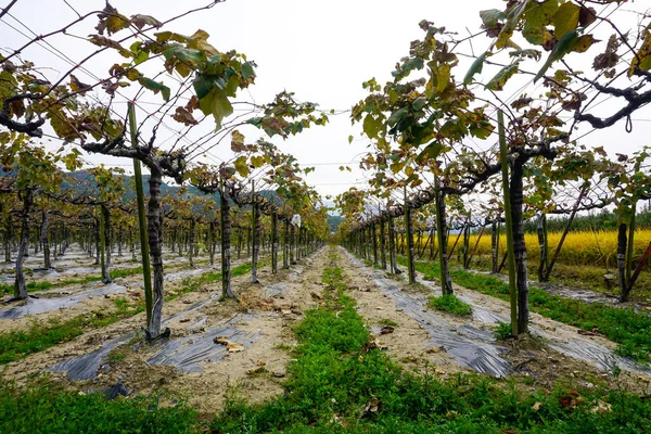 Grape Plantation Harvest South Korea — Stock Photo, Image