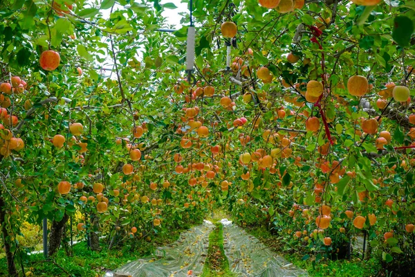 Bir Elma Ekim Kore Sulu Elma Bir Sürü — Stok fotoğraf