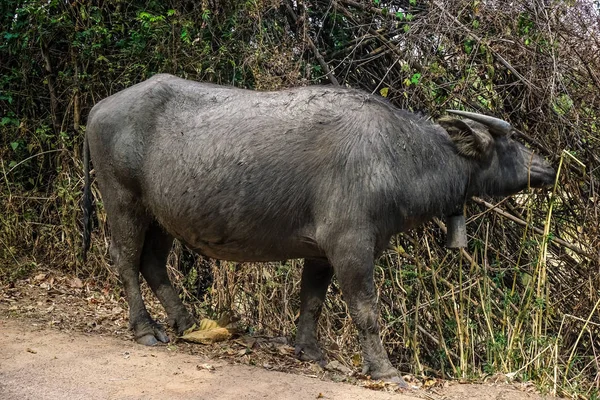Dirty gray buffalo with a bell at the neck. Thailand