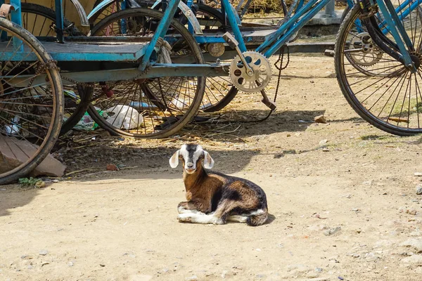 小さなヤギはブッダガヤの小さな町の路上であります インド — ストック写真