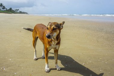 Goa, Hindistan sahilde yalnız köpek