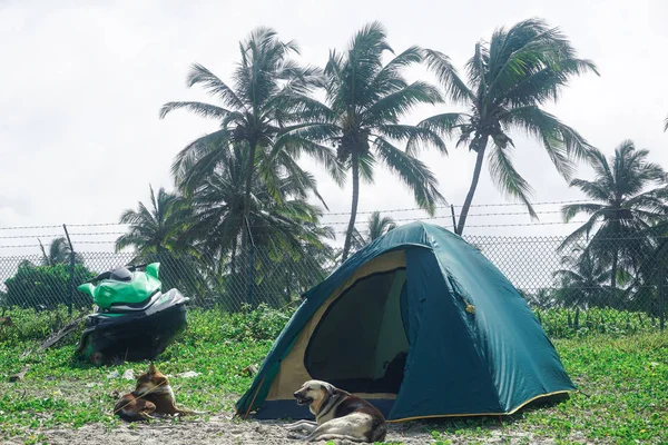 Camping Perros Vigilando Una Tienda Campaña Playa Arambol Goa India — Foto de Stock