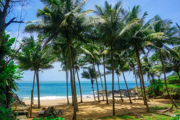 Palmbomen Van Tropische Schiereiland Nabij Het Dorp Van Gokarna India — Stockfoto