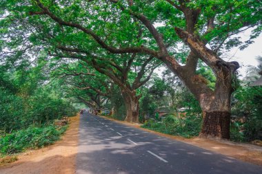 Köyün Mayapur, Hindistan'ın büyük ağaçları arasında yol