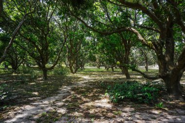Mango orman Köyü Mayapur, Hindistan