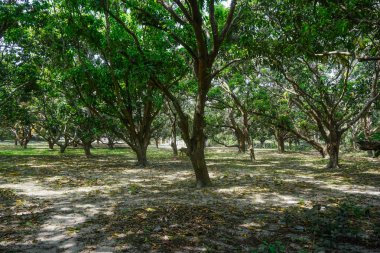 Mango orman Köyü Mayapur, Hindistan