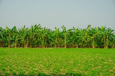 Muz Grove köyün Mayapur, Hindistan
