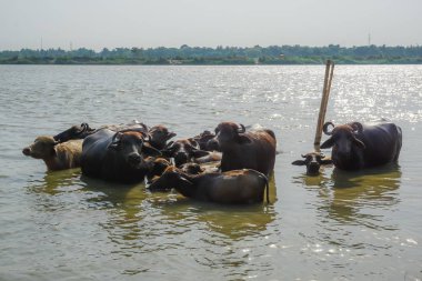 İnek nehir Ganj yıkayın. Mayapur, Hindistan