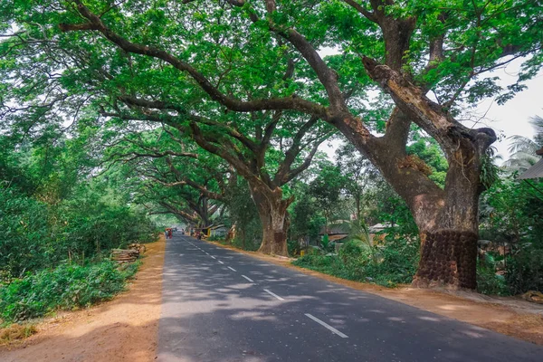 Road Huge Trees Village Mayapur India — Stock Photo, Image