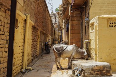 Altın Şehir Fort Jaisalmer, Hindistan bir sokak ortasında bir inek