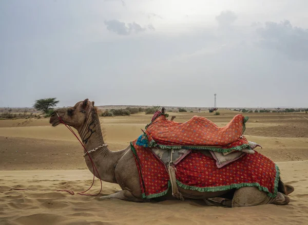 Καμήλα Στην Έρημο Της Ρατζαστάν Ινδία — Φωτογραφία Αρχείου