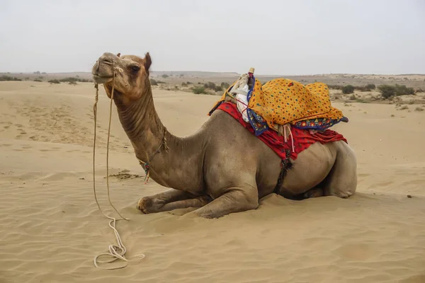 Cammello Nel Deserto Nel Rajasthan India — Foto Stock