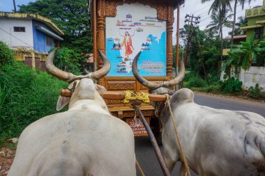 Kerala, Hindistan - 2 Ağustos 2017: Vaishnava misyoner faaliyetleri ve Hindistan boğalar ve vagonlar yardımı ile seyahat. Onlar hakkında 10 km, yürüyüş her gün vaaz, şarkılar ve insanlara yardım.