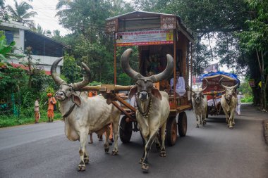 Kerala, Hindistan - 2 Ağustos 2017: Vaishnava misyoner faaliyetleri ve Hindistan boğalar ve vagonlar yardımı ile seyahat. Onlar hakkında 10 km, yürüyüş her gün vaaz, şarkılar ve insanlara yardım.