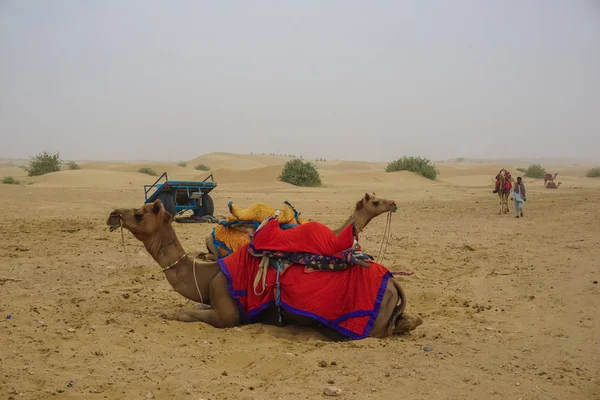 Jaisalmer Ινδία Ιουλίου 2017 Καμήλες Στην Έρημο Υπόλοιπη Μετά Μεταφέροντας — Φωτογραφία Αρχείου