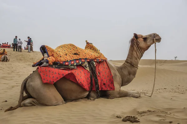 Jaisalmer India Luglio 2017 Cammelli Nel Deserto Riposano Dopo Aver — Foto Stock