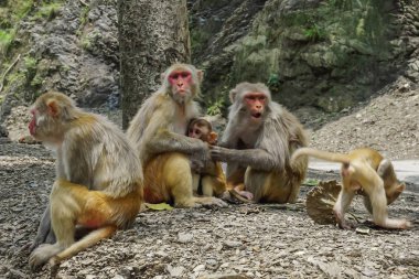 Maymun ağaca Rishikesh, Hindistan yakın oturan bir aile
